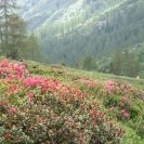 Natur